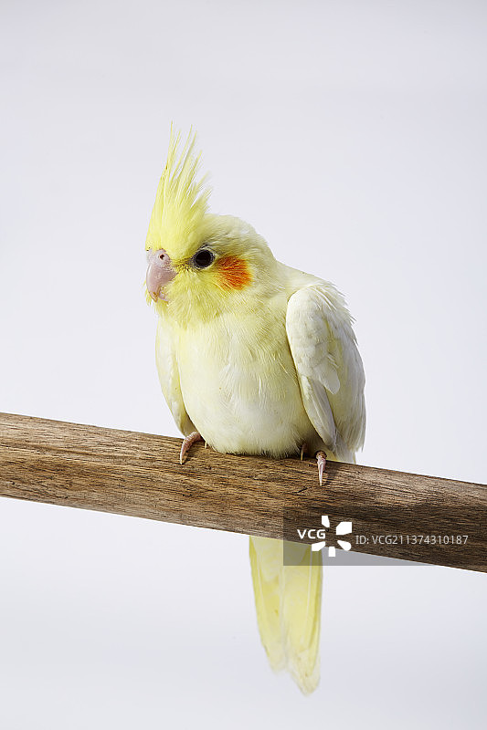 玄凤鹦鹉，又名鸡尾鹦鹉，原产澳大利亚。玄凤主要有两种羽色:一是白色,红眼睛,头部与冠项为黄色,两眼后图片素材