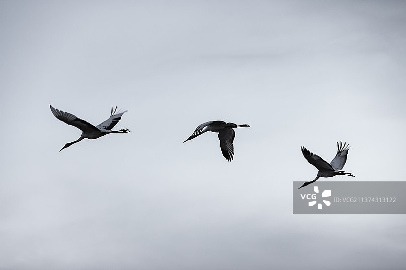 飞翔的丹顶鹤图片素材
