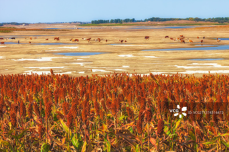 红高粱图片素材