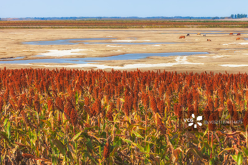 红高粱图片素材