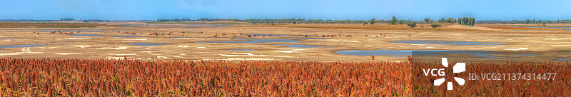 红高粱图片素材