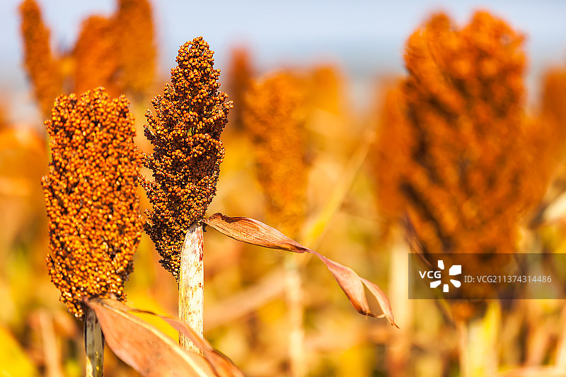 红高粱图片素材