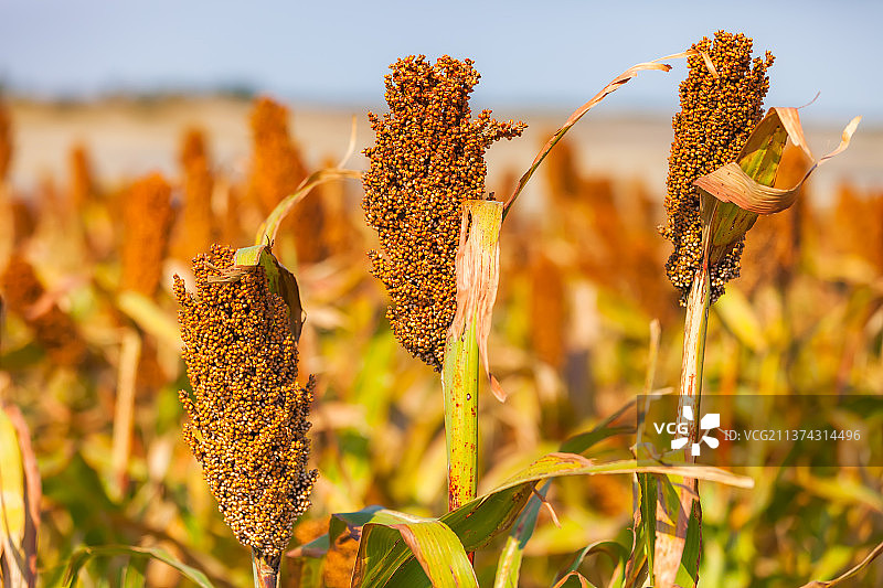 红高粱图片素材