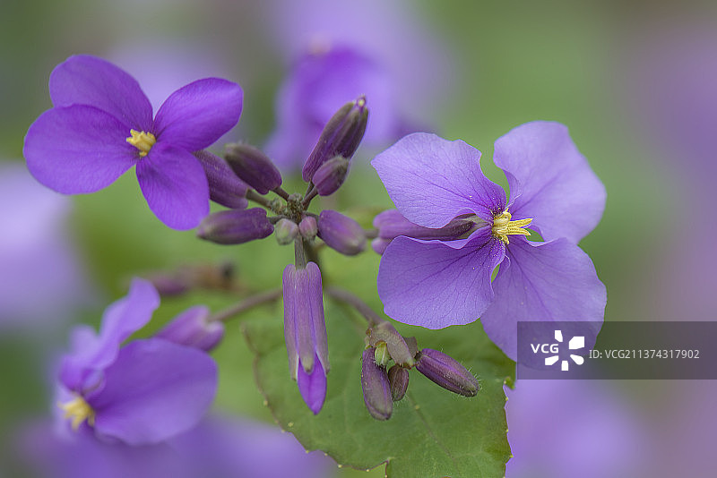 二月兰 拍摄于济南泉城公园图片素材