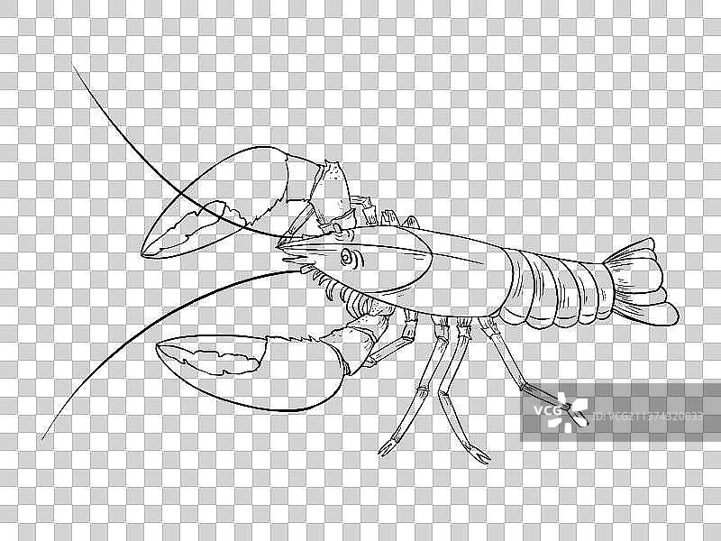 油焖小龙虾美食插画图片素材