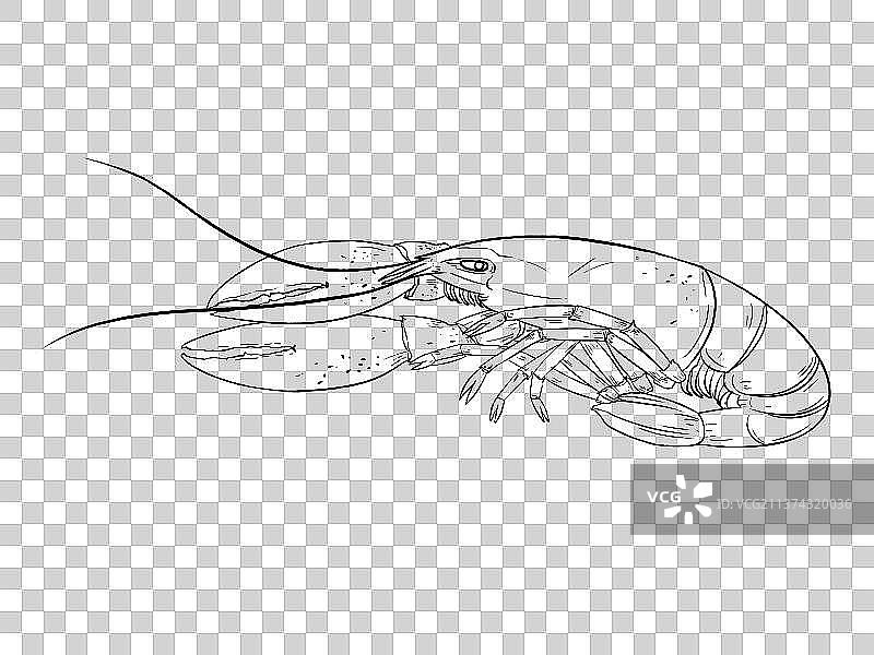 油焖小龙虾美食插画图片素材