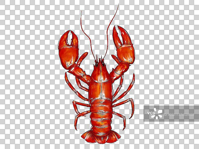 油焖小龙虾美食插画图片素材