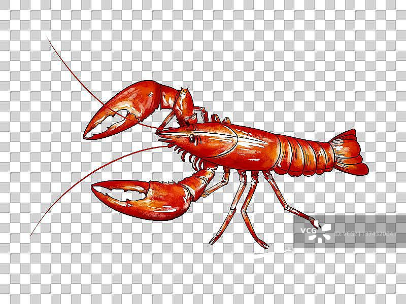 油焖小龙虾美食插画图片素材