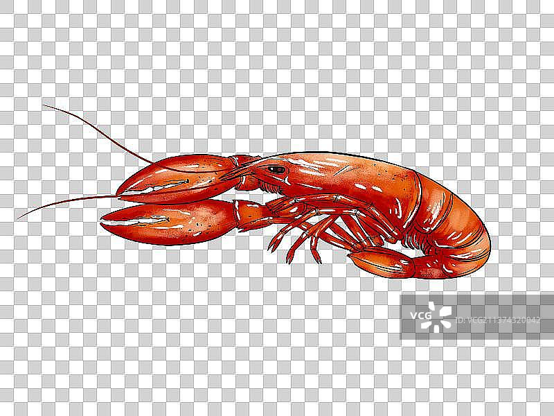 油焖小龙虾美食插画图片素材