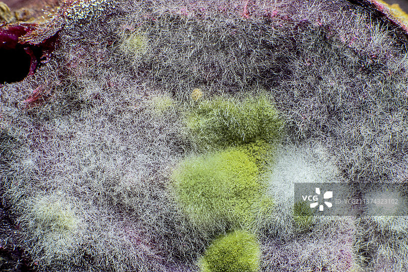 微距：紫薯上发霉生长出来白色和绿色真菌图片素材