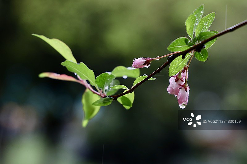 春雨中的海棠花图片素材