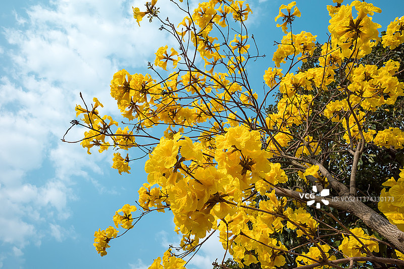 春天，黄花风铃木开了图片素材