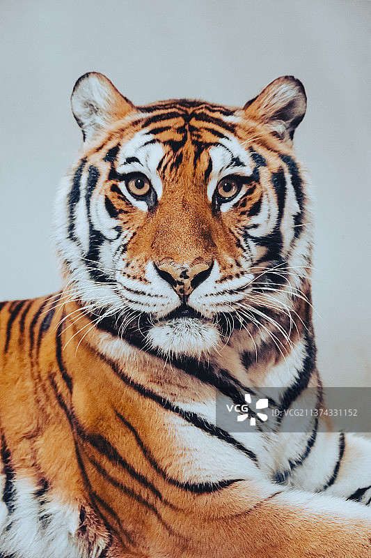 东北虎华南虎成年老虎虎年大猫咪图片素材