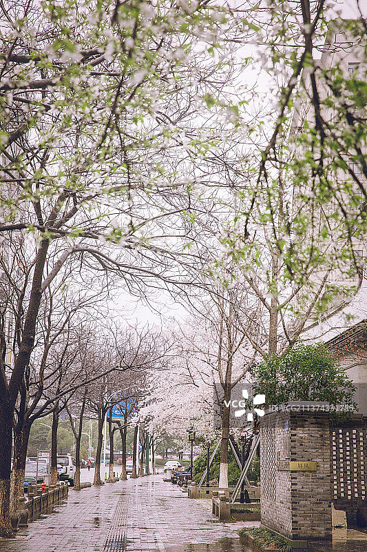 江阴兴国公园的樱花开了，兴国公园的雨樱图片素材