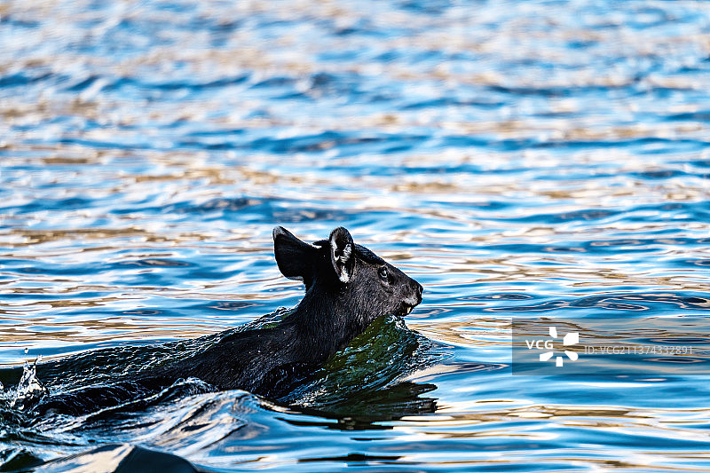 黑麂凫水图片素材