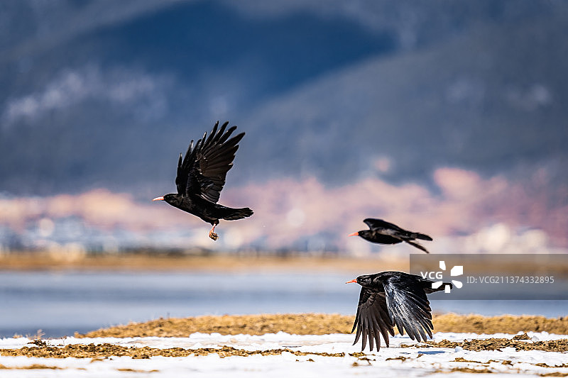 红嘴山鸦起飞图片素材