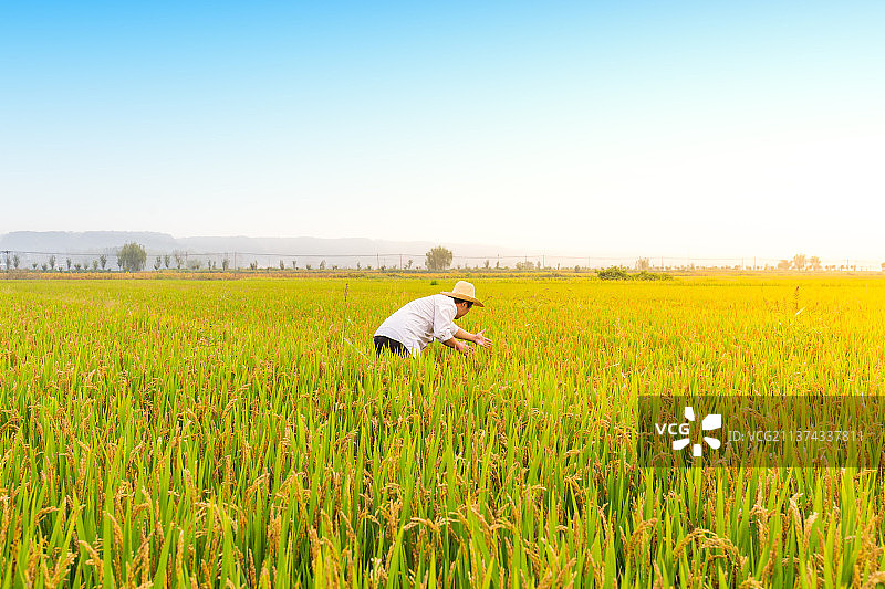 中国河南省郑州市黄河边农业技术员视察稻田图片素材