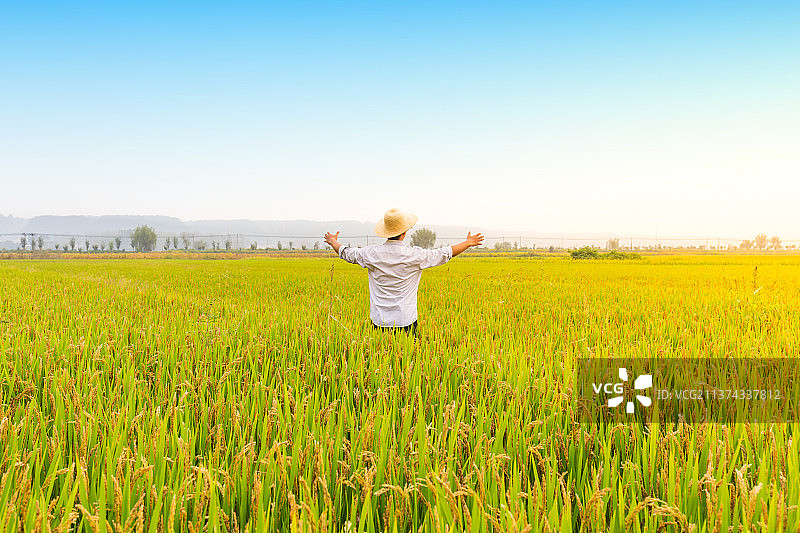 中国河南省郑州市黄河边农业技术员视察稻田图片素材