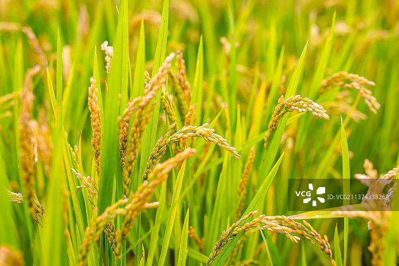 中国河南洛阳孟津黄河湿地稻田试验田图片素材