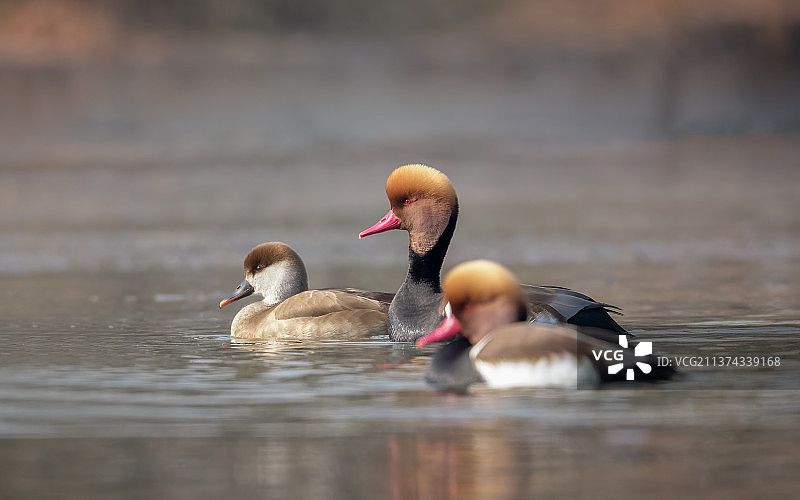 赤嘴潜鸭图片素材