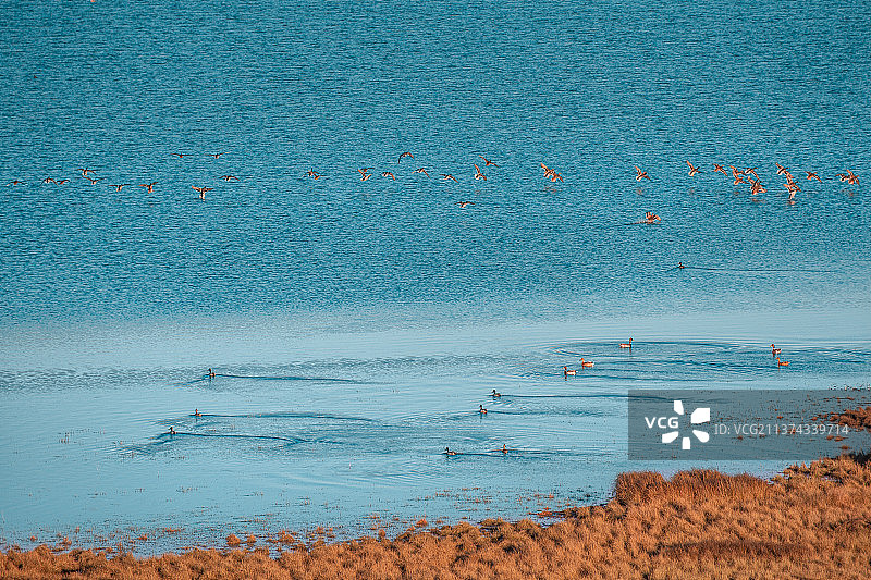 云南大山包湖水野鸭欢图片素材