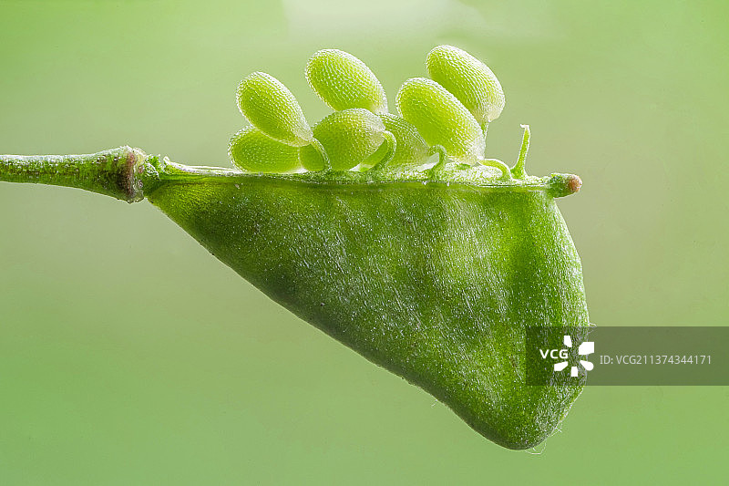 荠菜种子图片素材