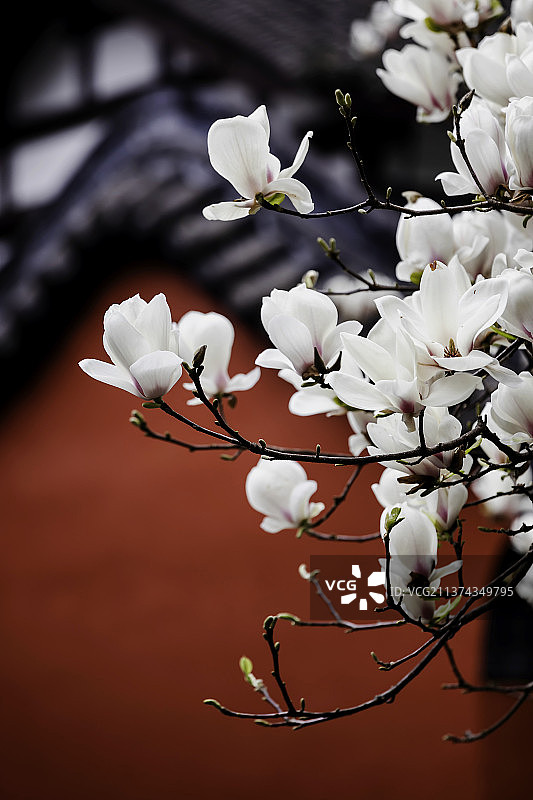 成都武侯祠图片素材