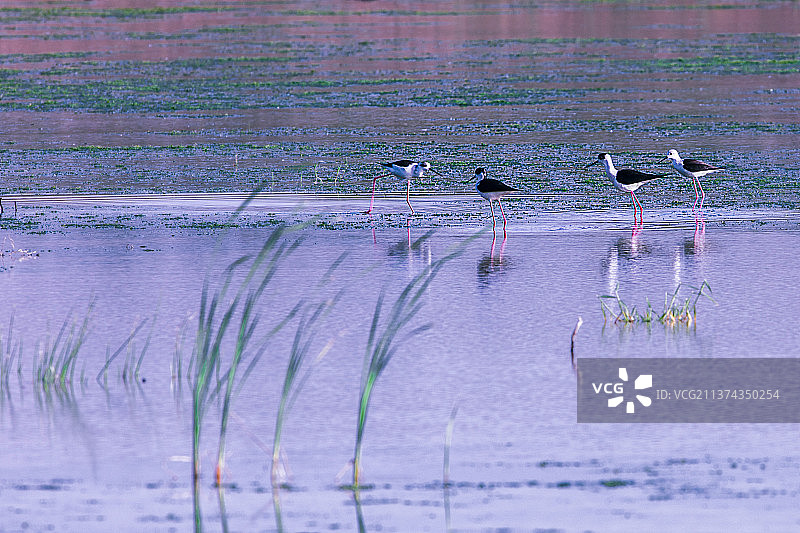 长治风光，漳泽湿地。图片素材