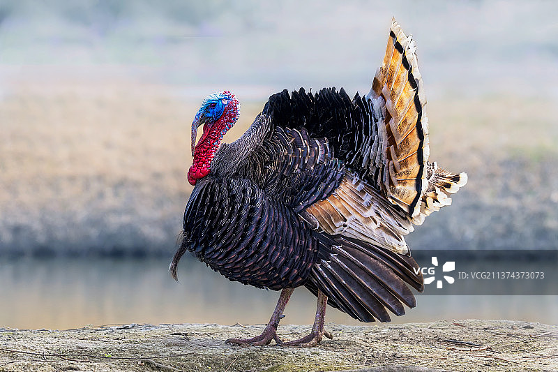 火鸡----侧身开屏图片素材