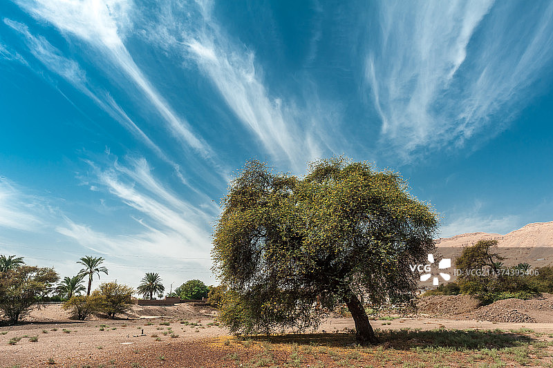 埃及阿蒙荷太普（AMENHOTEP）三世神庙遗址上的一棵树图片素材