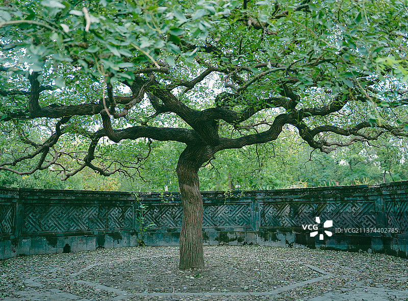 圆明园内的古槐树图片素材