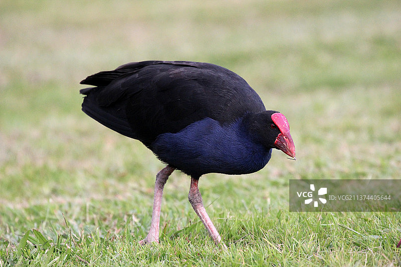 觅食的紫水鸡图片素材