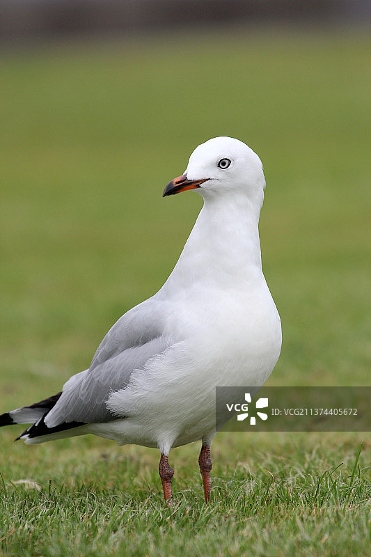 海鸥特写图片素材