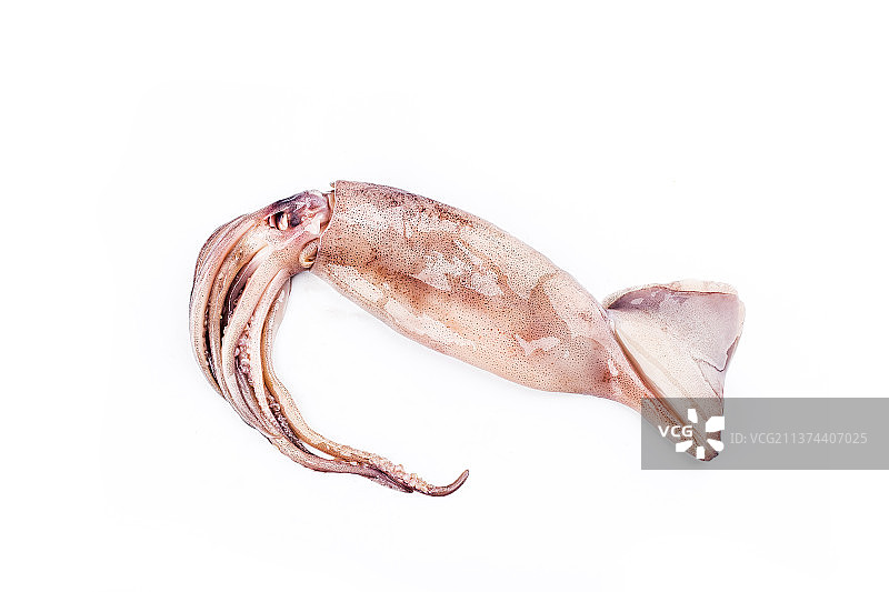 新鲜鱿鱼图片素材