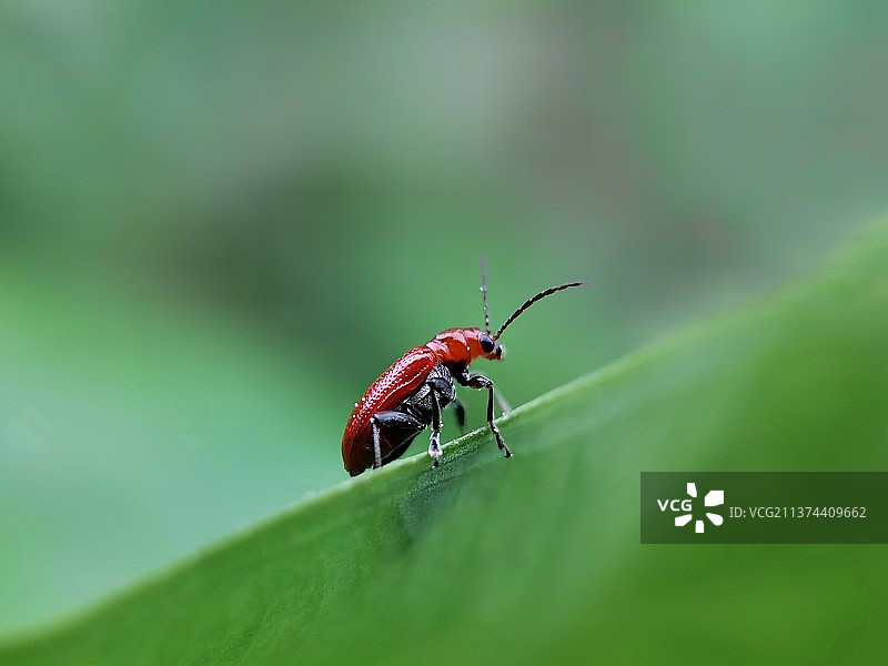 春日漫步•甲虫图片素材