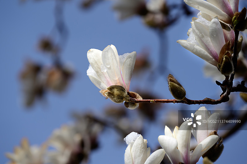 春雪后颐和园风光图片素材