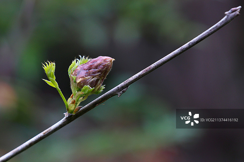 含苞待放图片素材