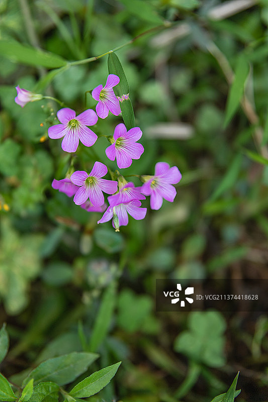 春天里盛开的红花酢浆草图片素材