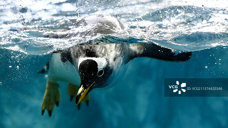 企鹅游泳的特写镜头图片素材