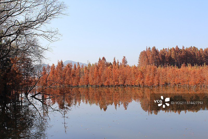 红杉林图片素材