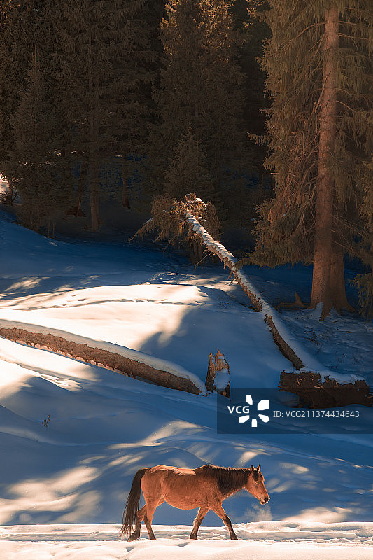 冬季新疆冰雪冬天白色震撼少见封面壁纸广告雾凇冷零下阿勒泰喀纳斯禾木图片素材