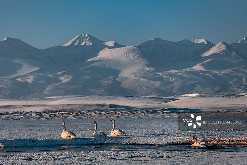 冬季新疆冰雪美景低温零下寒冷天鹅美丽阿勒泰巴音布鲁克喀纳斯图片素材