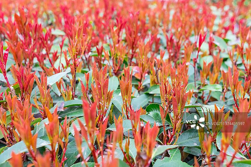 中国野生植物拍摄主题，春天的石楠绿植，前景聚焦拍摄红色的嫩芽和绿色的树叶子，户外无人图像摄影图片素材