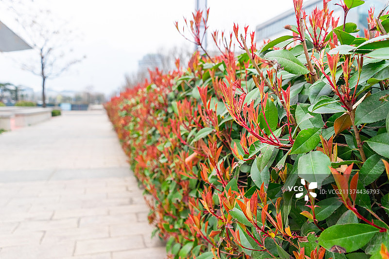 中国城市道路交通拍摄主题，公园里的方形砖地道路和路边的绿化带，户外无人图像摄影图片素材