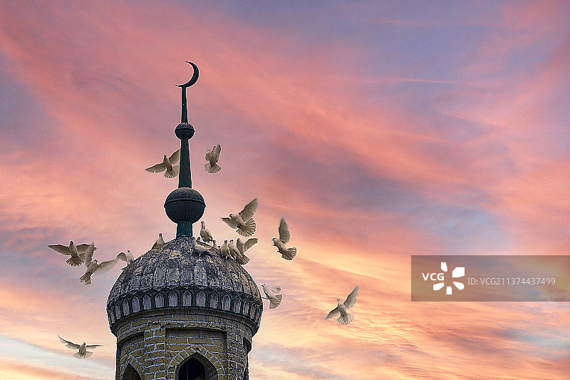 和平鸽图片素材