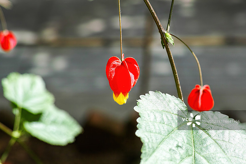 灯笼花图片素材