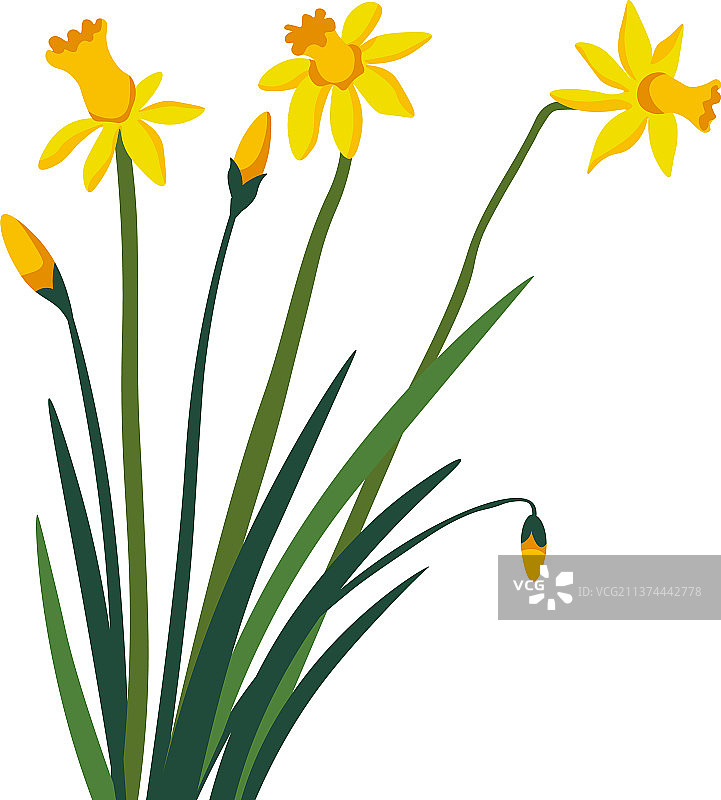 盛开的水仙花，绽放的黄水仙图片素材
