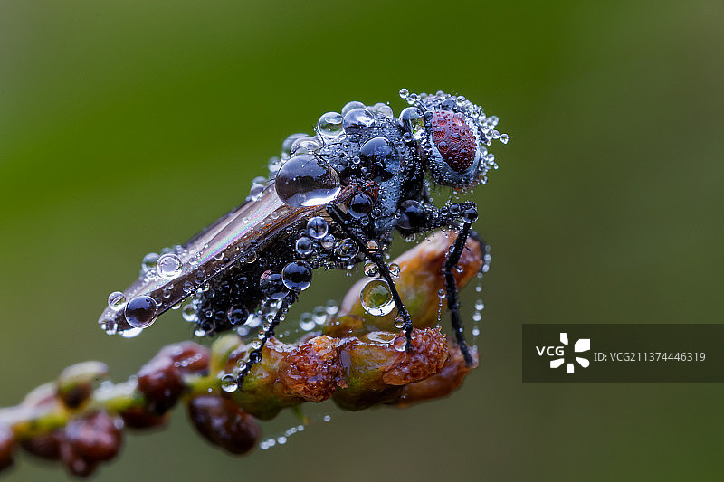 露珠蝇图片素材