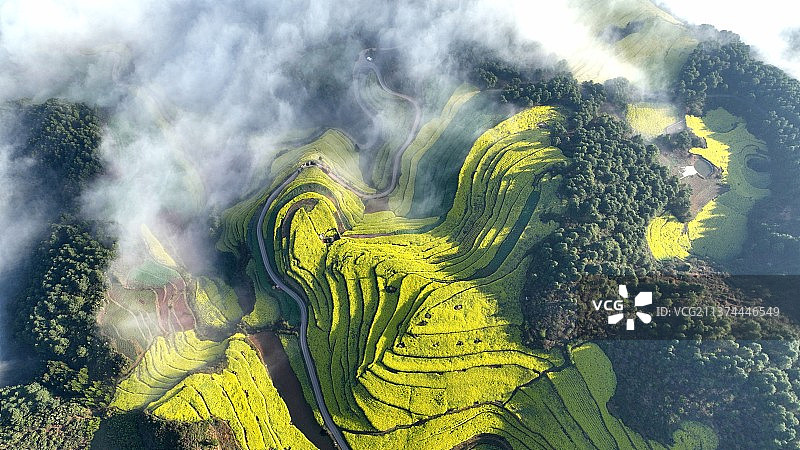 云上花田图片素材