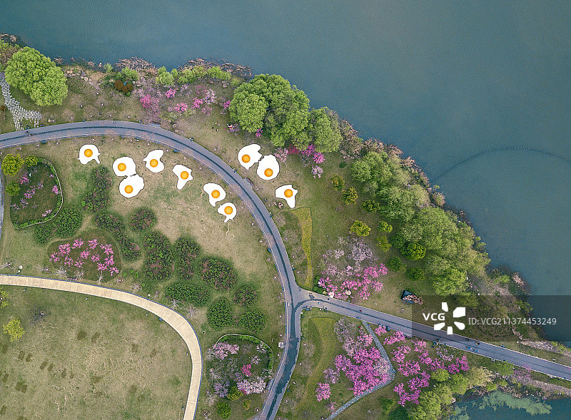 春天的“荷包蛋”（武汉东湖白马景区）图片素材